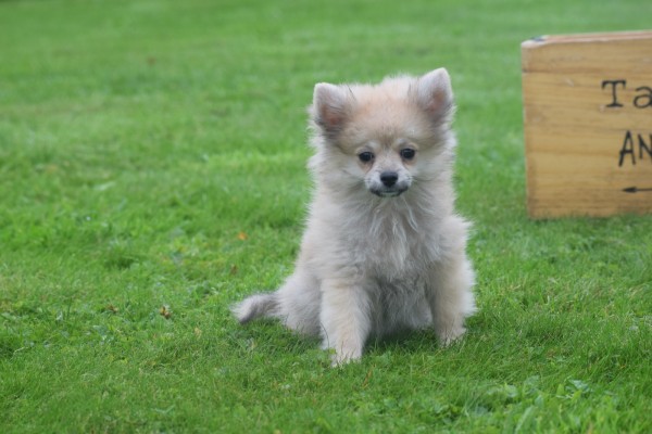 Spitz allemand (reu) 28388