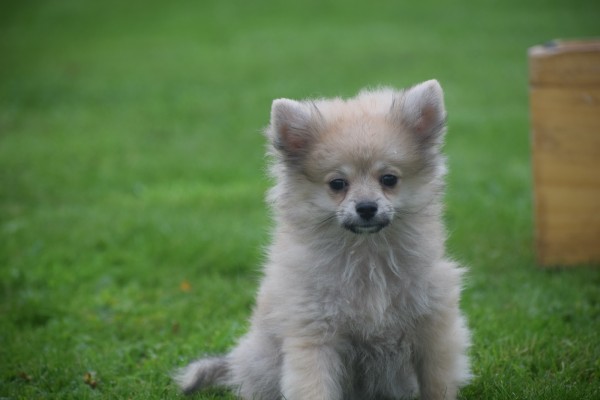 Spitz allemand (reu) 28388