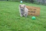 Spitz allemand (reu) 28388