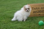Spitz allemand (teef) 26225