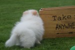 Spitz allemand (teef) 26225