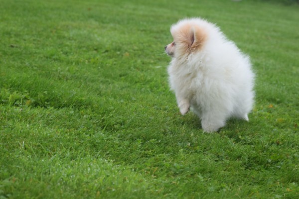 Spitz allemand (teef) 26225