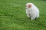 Spitz allemand (teef) 26225
