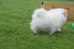 Spitz allemand (teef) 26225