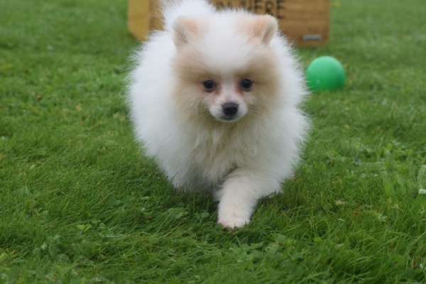 Spitz allemand (teef) 26225