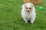Spitz allemand (teef) 26225