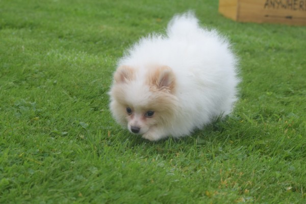 Spitz allemand (teef) 26225
