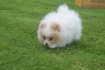 Spitz allemand (teef) 26225