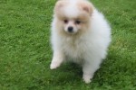 Spitz allemand (teef) 26225