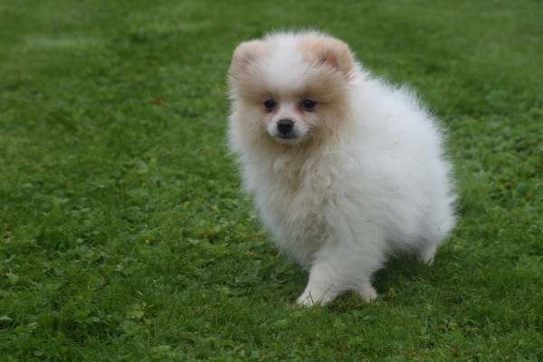Spitz allemand (teef) 26225
