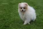 Spitz allemand (teef) 26225