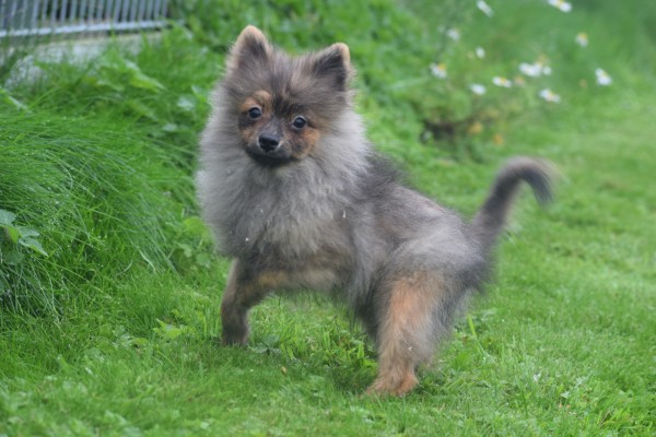 Spitz allemand (reu) 28467