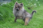 Spitz allemand (reu) 28467