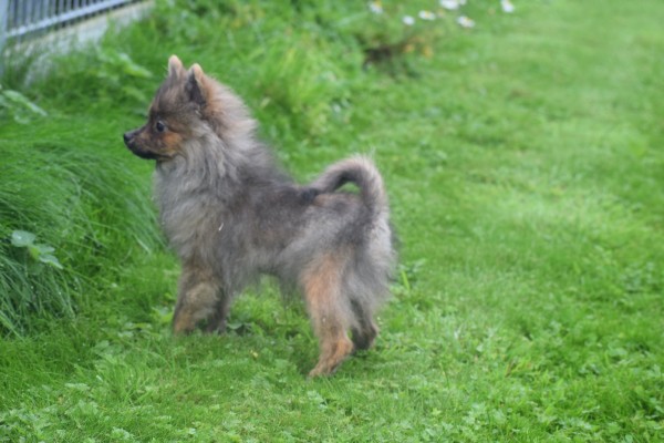 Spitz allemand (reu) 28467