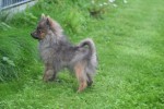 Spitz allemand (reu) 28467