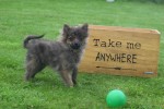 Spitz allemand (teef) 28474