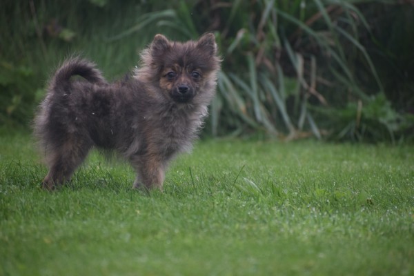 Spitz allemand (teef) 28474