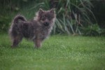 Spitz allemand (teef) 28474