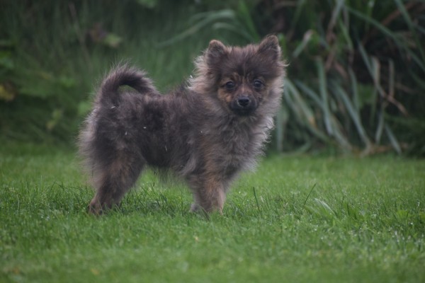 Spitz allemand (teef) 28474