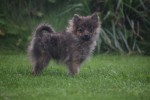 Spitz allemand (teef) 28474