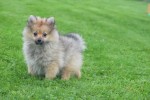 Spitz allemand (teef) 28457