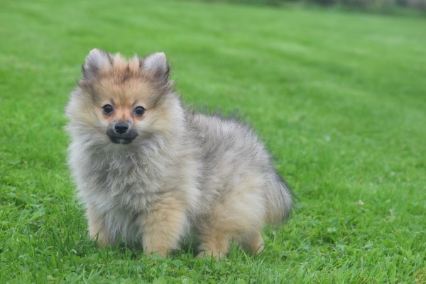 Spitz allemand (teef) 28457