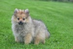 Spitz allemand (teef) 28457