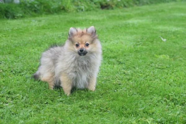 Spitz allemand (teef) 28457