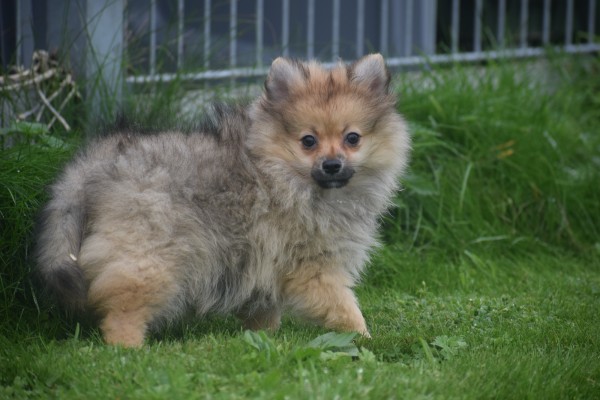 Spitz allemand (teef) 28457