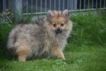 Spitz allemand (teef) 28457