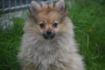 Spitz allemand (teef) 28457