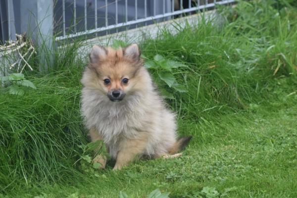 Spitz allemand (teef) 28457