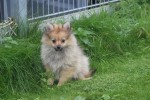 Spitz allemand (teef) 28457