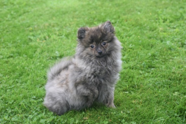 Spitz allemand (teef) 28469