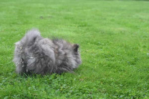 Spitz allemand (teef) 28469