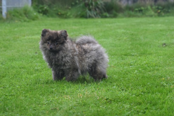Spitz allemand (teef) 28469