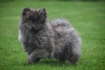 Spitz allemand (teef) 28469