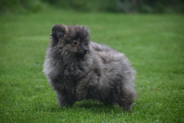 Spitz allemand (teef) 28469