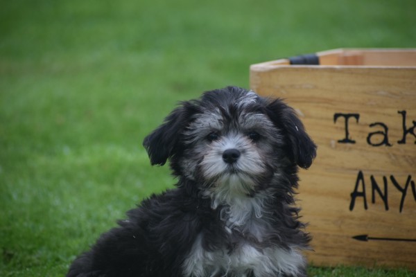 Bichon Havanais (teef) 21787