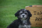 Bichon Havanais (teef) 21787