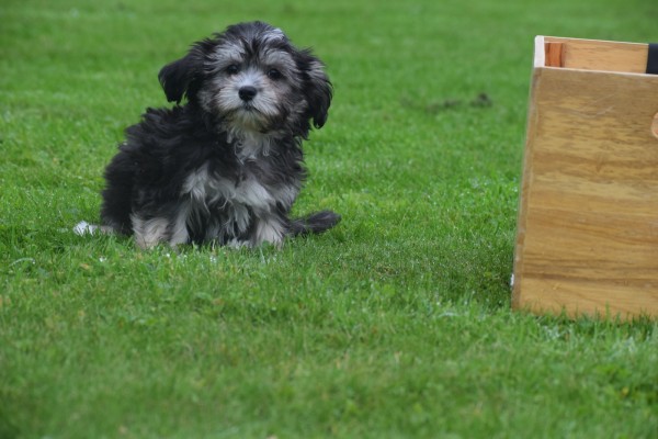Bichon Havanais (teef) 21787