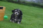 Bichon Havanais (teef) 21787