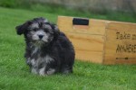 Bichon Havanais (teef) 21787