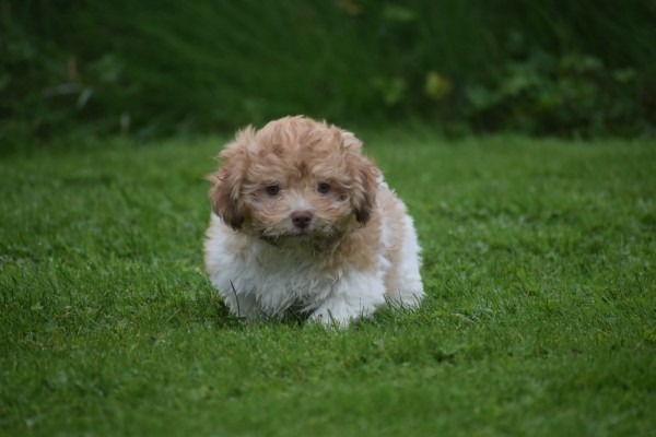 Bichon Havanais (reu) 21791