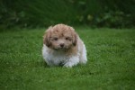 Bichon Havanais (reu) 21791