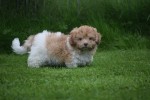 Bichon Havanais (reu) 21791