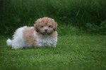Bichon Havanais (reu) 21791