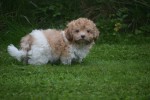 Bichon Havanais (reu) 21791