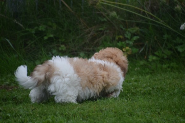 Bichon Havanais (reu) 21791