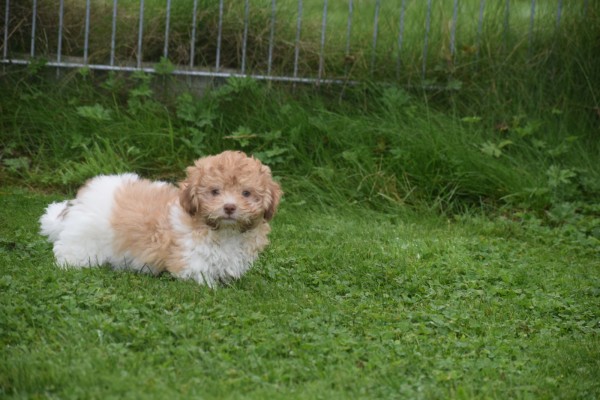 Bichon Havanais (reu) 21791